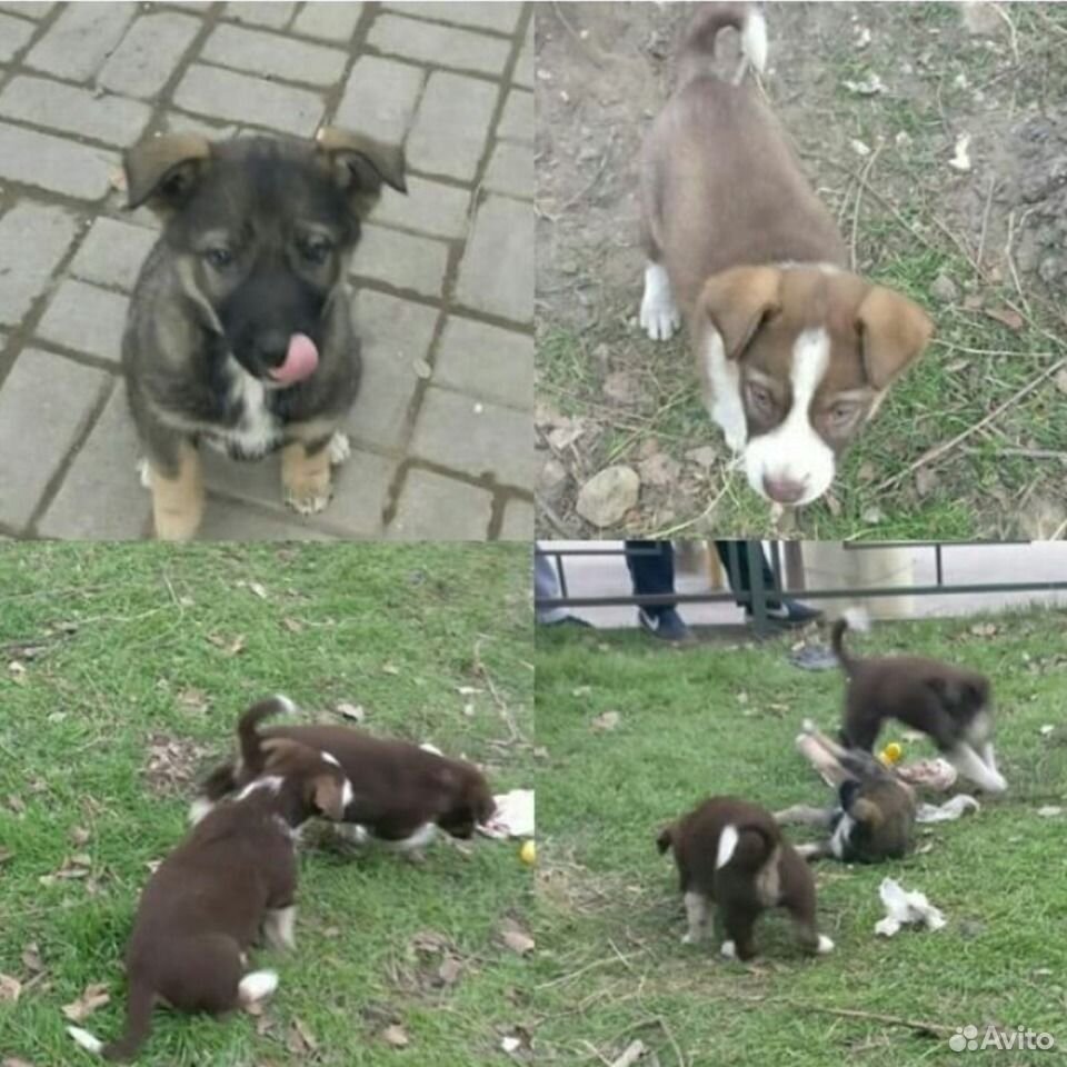 пермь добрые руки авито. пермь добрые руки авито. пермь добрые руки авито. отдам животных в добрые руки. пермь добрые руки авито.