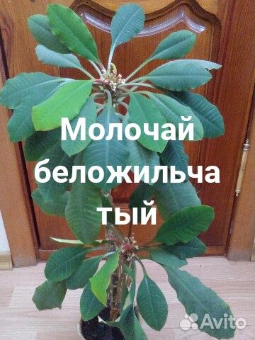 Цветы для офиса и дома купить на Зозу.ру - фотография № 2