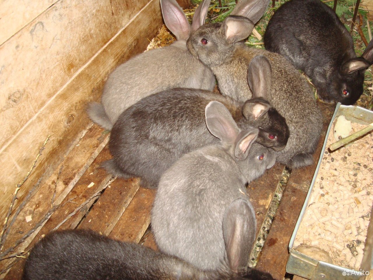 Продам кроликов порода белый и серый великан купить на Зозу.ру - фотография № 1