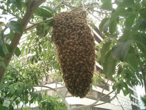 Сниму и вывезу рой пчёл купить на Зозу.ру - фотография № 4