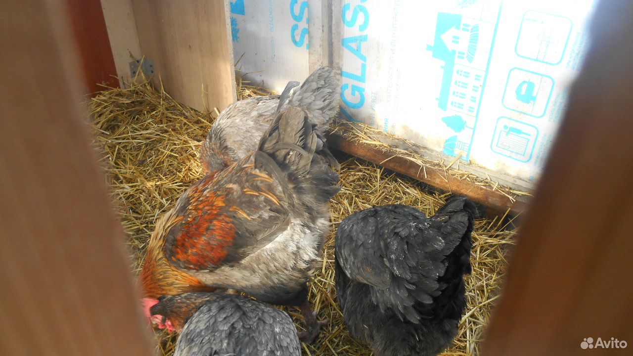 Инкуб. яйцо, цыплята Брама, Маран, Амрокс купить на Зозу.ру - фотография № 5
