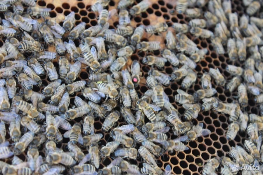 Пчелы карника, отводки, матки, пчелопакеты купить на Зозу.ру - фотография № 2