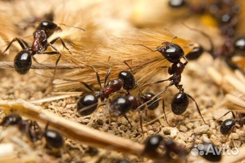 Муравьи, муравейники, муравьиный сбор. В настойке купить на Зозу.ру - фотография № 4