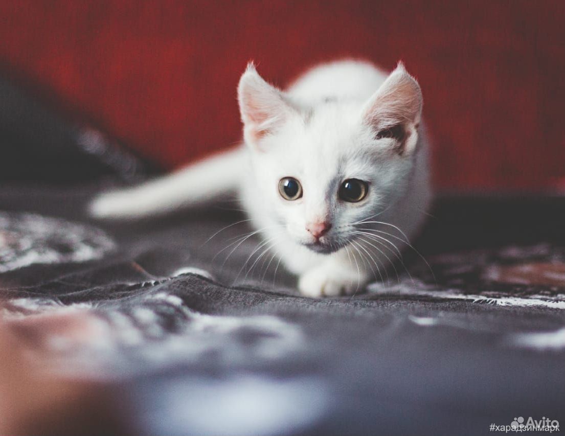 Белоснежные котята - плюшевые мальчики купить на Зозу.ру - фотография № 2