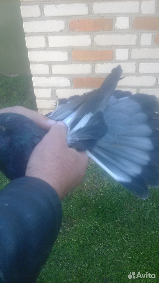 Продаются николаевские голуби купить на Зозу.ру - фотография № 1