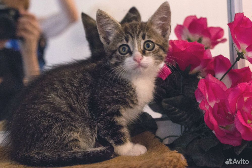 Где Купить Котенка В Краснодаре