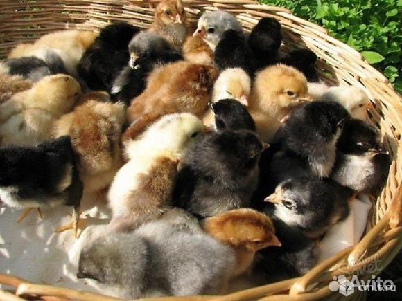 Домашние цыплята от разных пород кур купить на Зозу.ру - фотография № 1