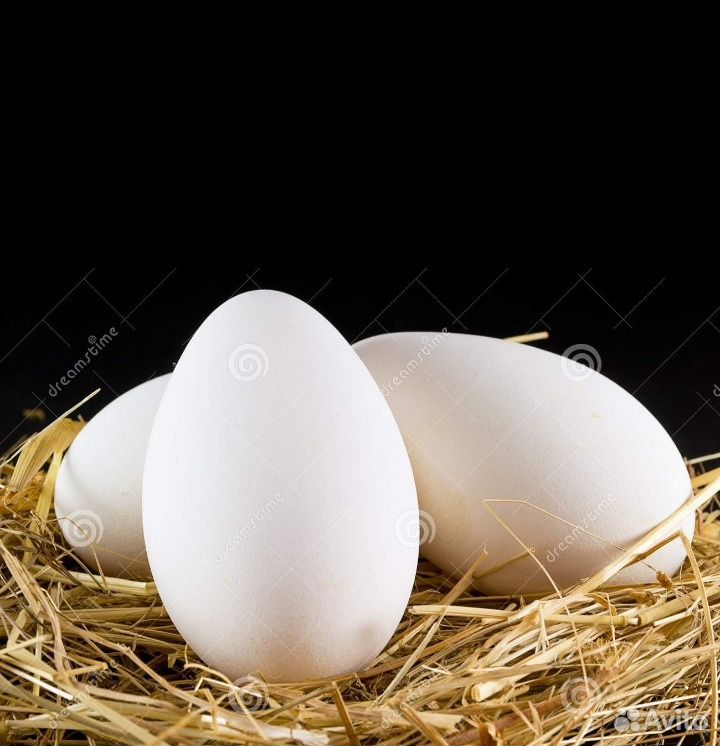 Гусиное яйцо на инкубацию купить на Зозу.ру - фотография № 1