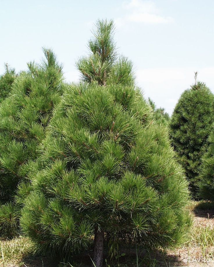 Кедр хвойная порода. Канадская сосна. Пихта Веймутова. Pinus resinosa. Ель Веймутова.