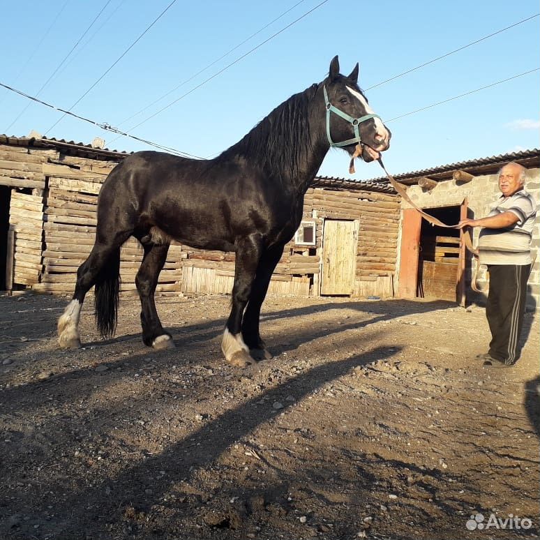 Продажа лошадей в новосибирской области на авито фото