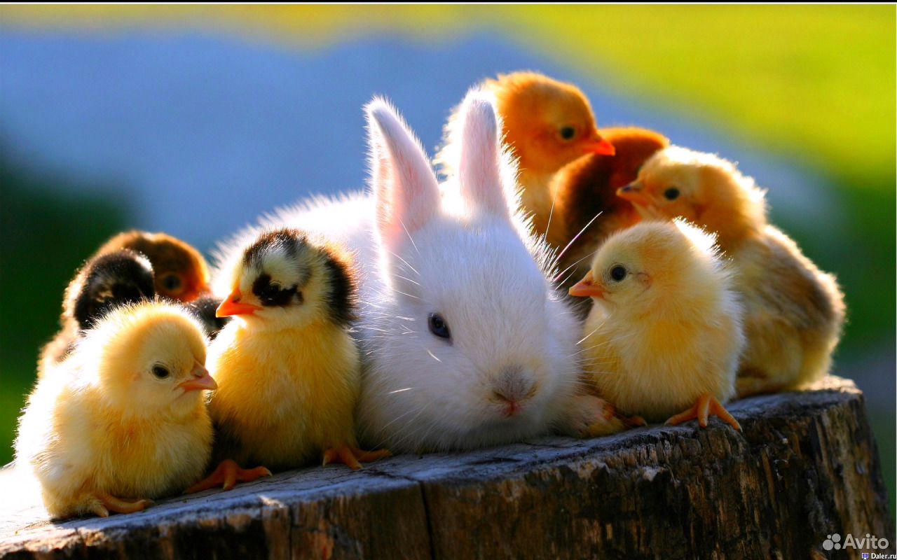Цыплята, утята, гусята, кролики купить на Зозу.ру - фотография № 1