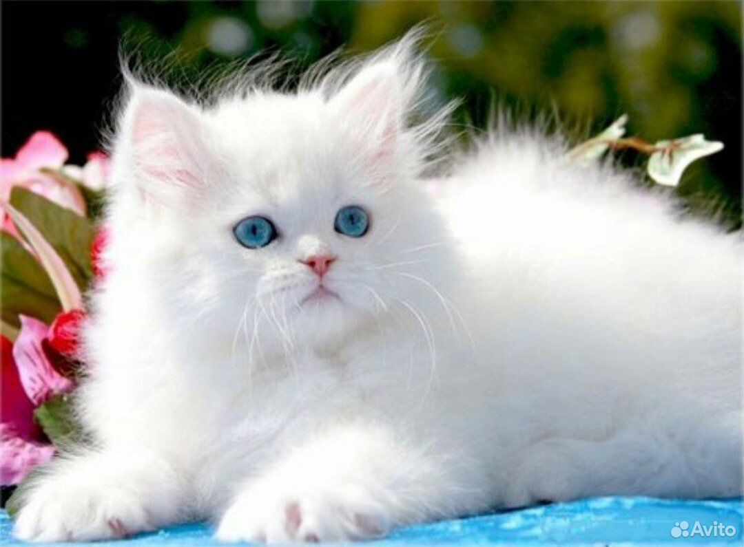 Белый котёнок с голубыми глазами