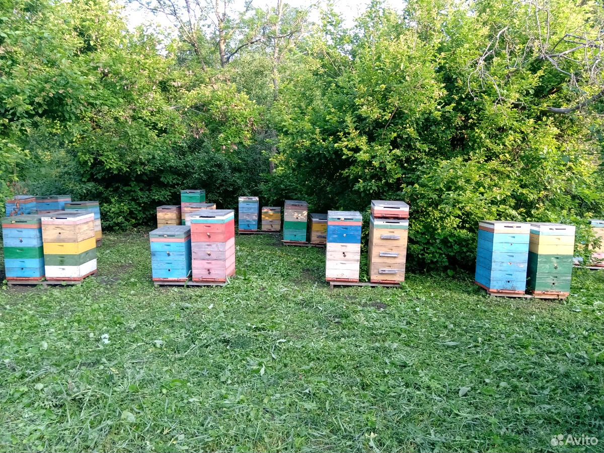 Пчелосемьи с ульями и медом купить на Зозу.ру - фотография № 6