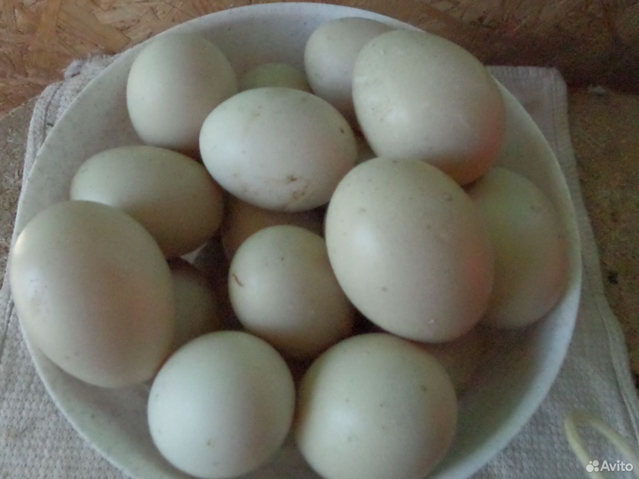 Купить мускусных яйца инкубационные яйца. Инкубационное яйцо индоутки. Яйцо инкубационное голландская белохохлая ВНИИГРЖ. Фото яйца индоутки 10 штук.