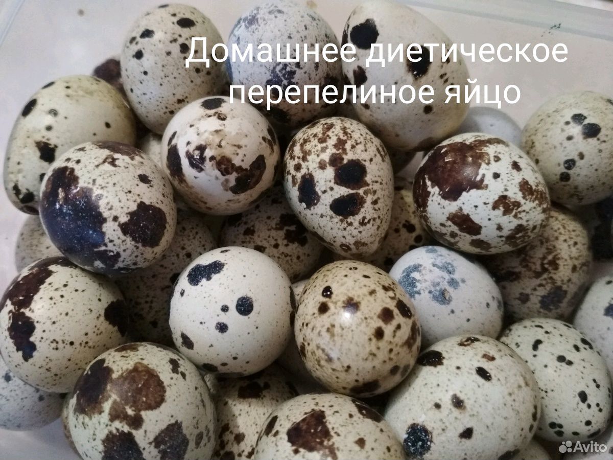 Яйца перепелиные домашние диетические купить на Зозу.ру - фотография № 2