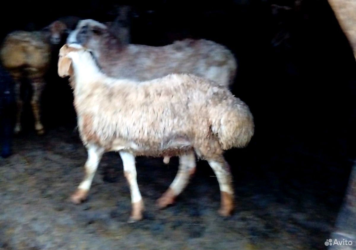 Овцы бараны на Курбан Байрам купить на Зозу.ру - фотография № 2