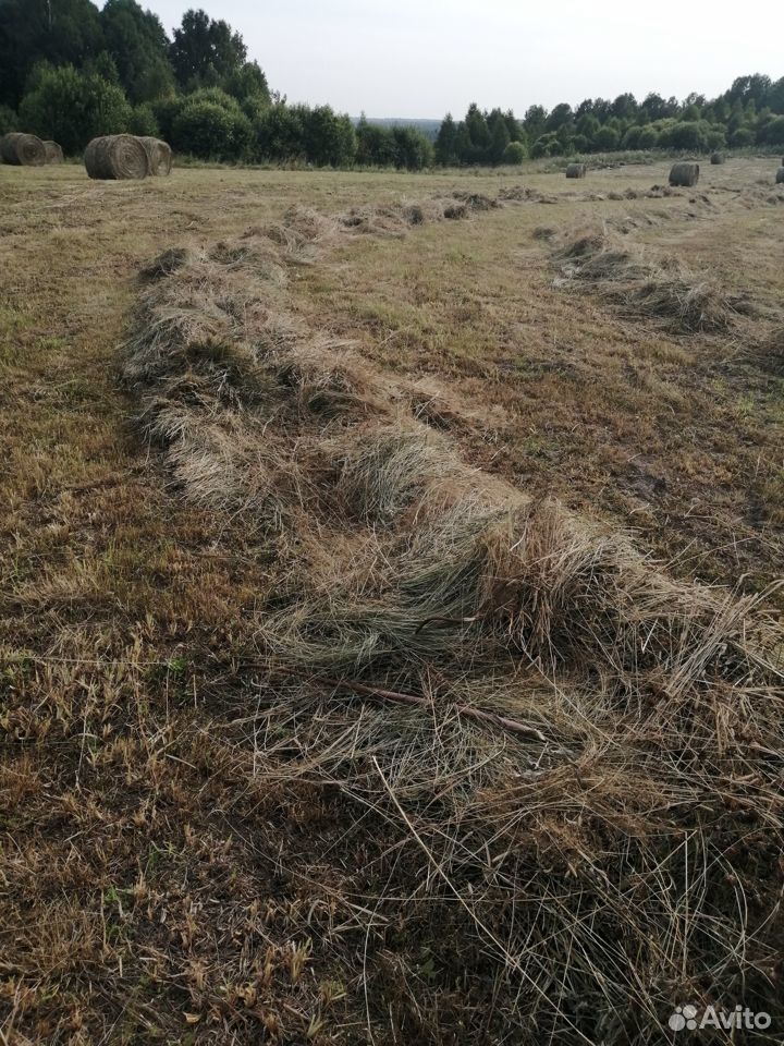 Продам таёжное сено урожай 2019 года в рулонах купить на Зозу.ру - фотография № 2