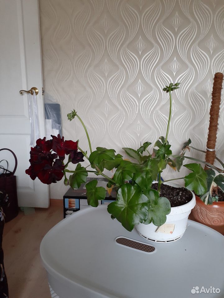 Горшечные растения купить на Зозу.ру - фотография № 4