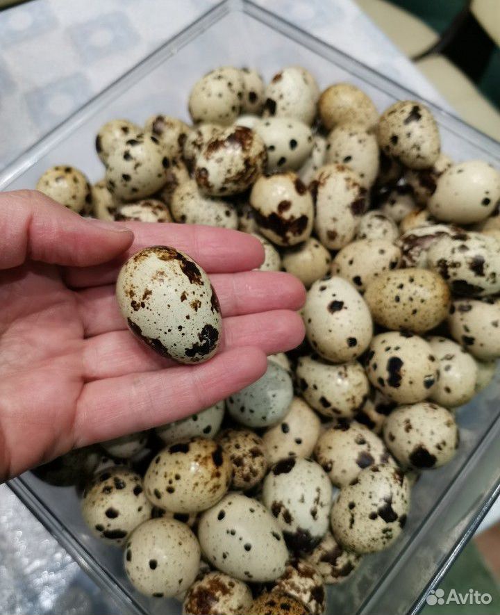 Перепелиные яйца, домашние / 20 шт купить на Зозу.ру - фотография № 1