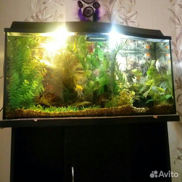 Продам аквариум 130л с тумбой купить на Зозу.ру - фотография № 6