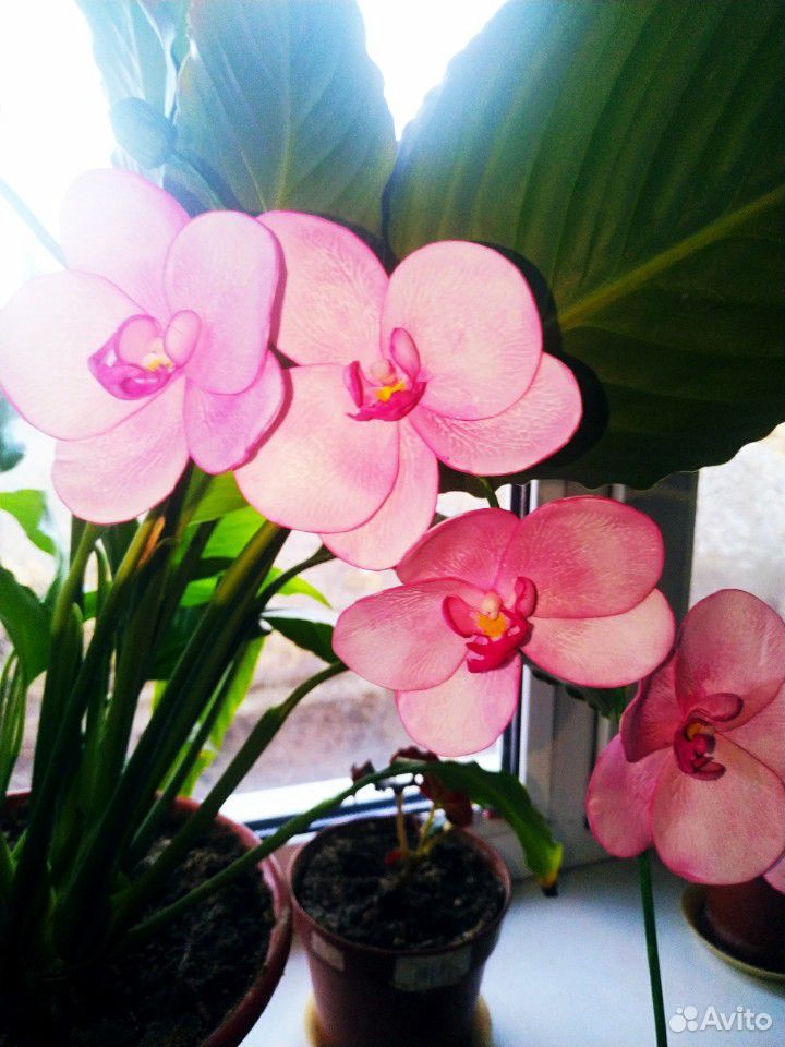 Орхидея, ручная работа купить на Зозу.ру - фотография № 3