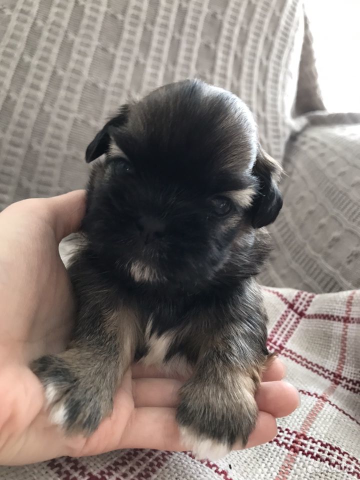 Щенки Ши Тцу Купить В Екатеринбурге