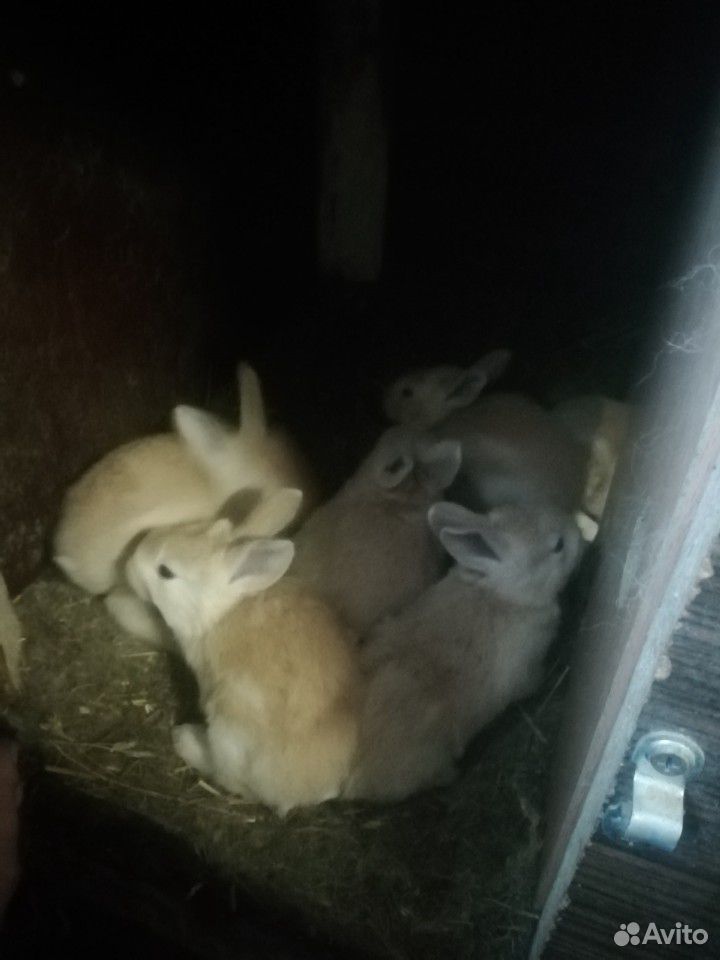 Кролики персики купить на Зозу.ру - фотография № 3