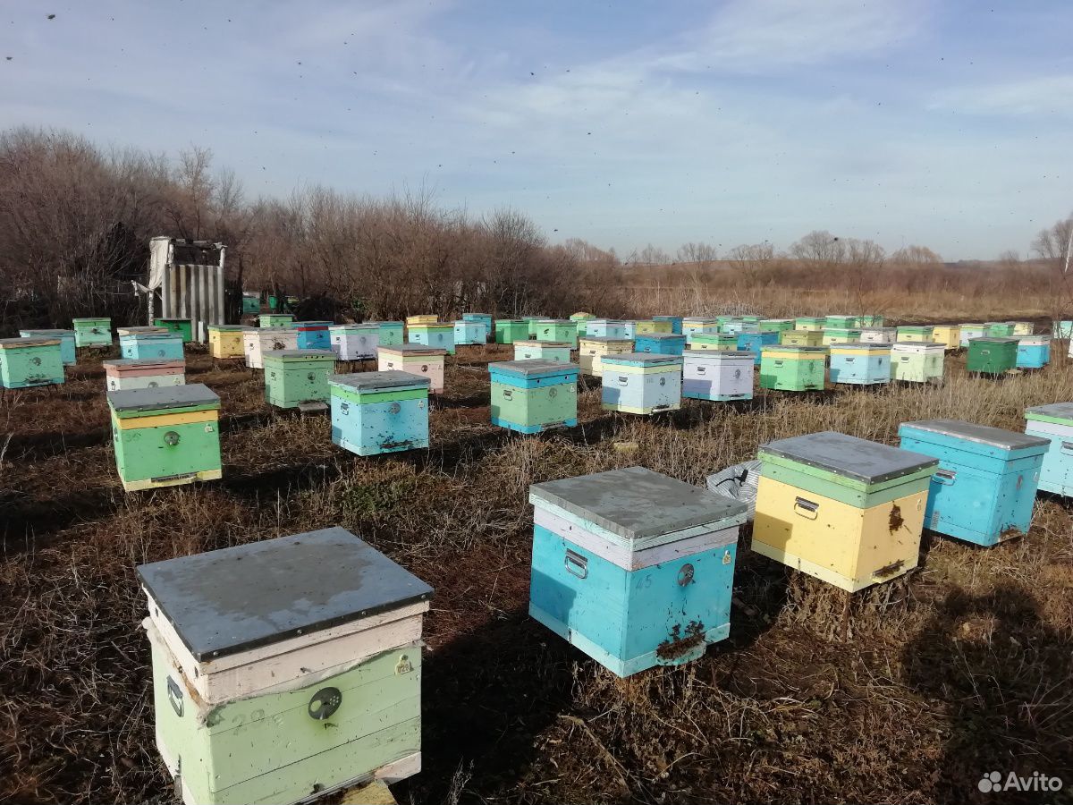 Свердловская область пчелы. Четырех рамочные пчелопакеты. Пасека авито. Продал пчел на авито. Авито пчёлы.