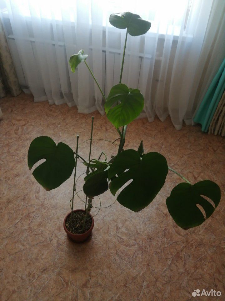 Монстера - крупное тропическое растение купить на Зозу.ру - фотография № 1