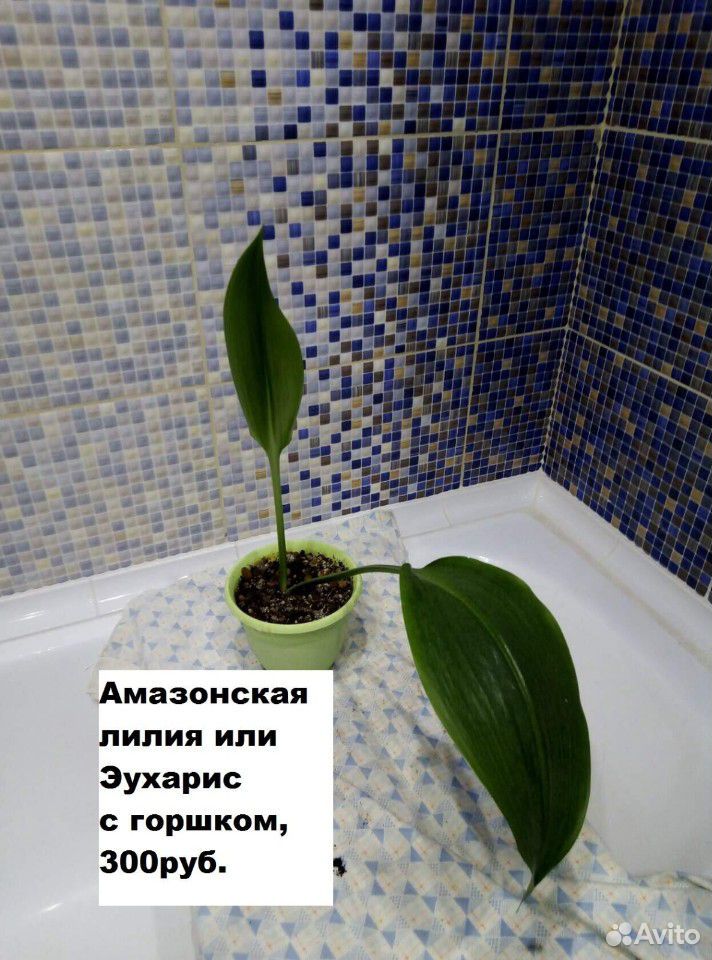 Амазонская лилия купить на Зозу.ру - фотография № 2