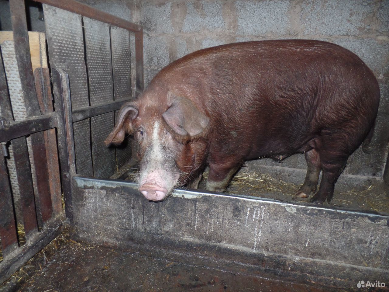 Поросята мясные, свиньи, хряк купить на Зозу.ру - фотография № 10