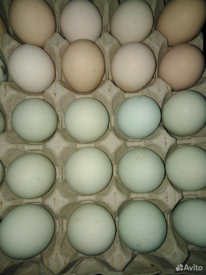 Инкубацинные яйца от породистых кур купить на Зозу.ру - фотография № 1