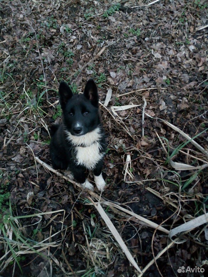 Продам одного щенка из пары рел от рабочих родител купить на Зозу.ру - фотография № 2