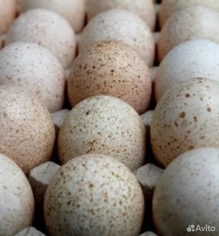 Яйцо инкубационное гуся серого и индюшки обыкновен купить на Зозу.ру - фотография № 1
