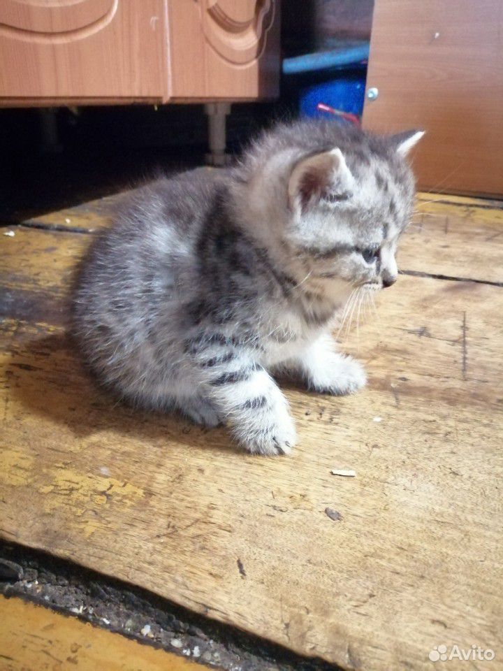 Кошка, британский котенок купить на Зозу.ру - фотография № 3