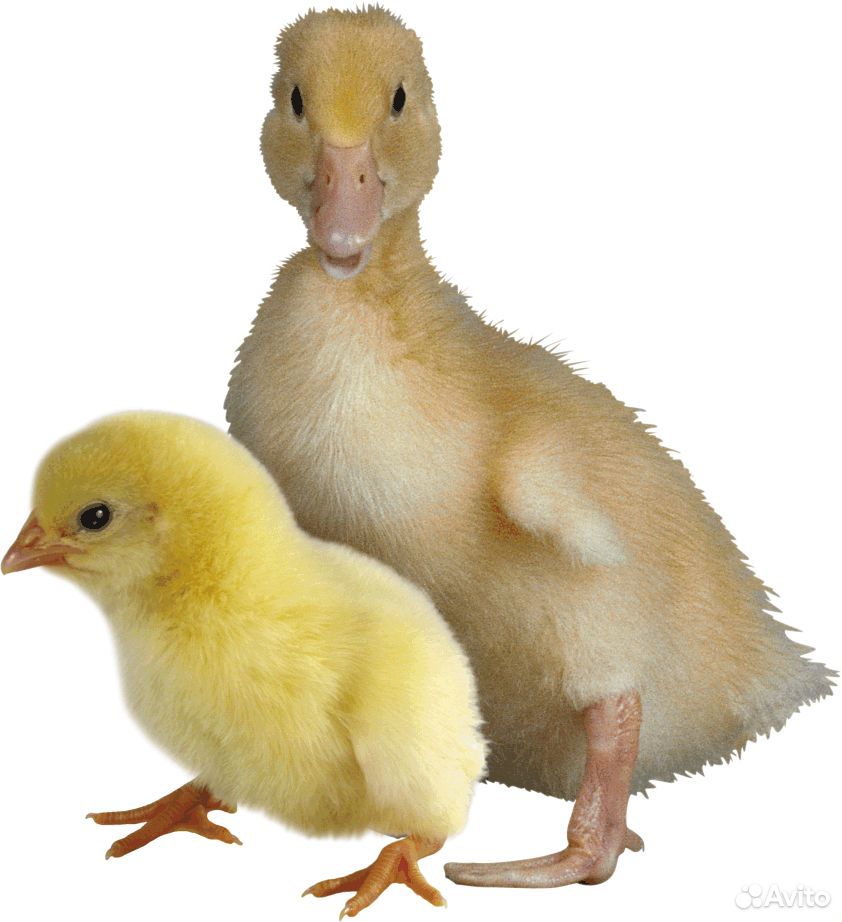 Цыплята, гусята, индоутята купить на Зозу.ру - фотография № 1
