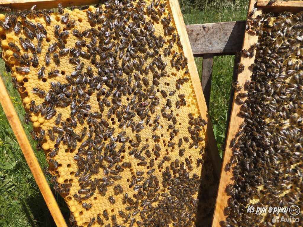 Продам пчелосемьи пчел пчелопакеты купить на Зозу.ру - фотография № 1