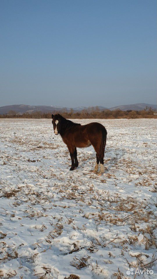 Лошадь 11мес купить на Зозу.ру - фотография № 1