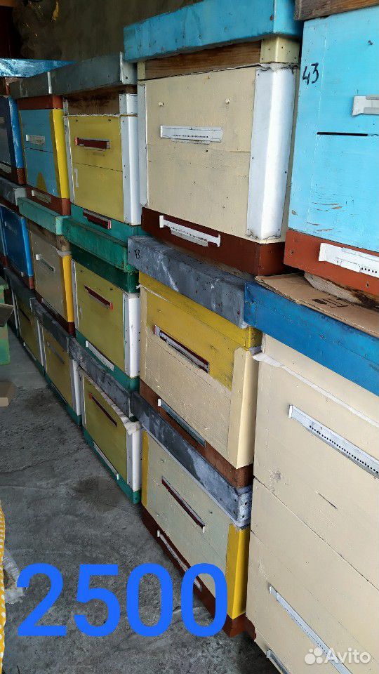 Продам улья и пчелосемьи купить на Зозу.ру - фотография № 3