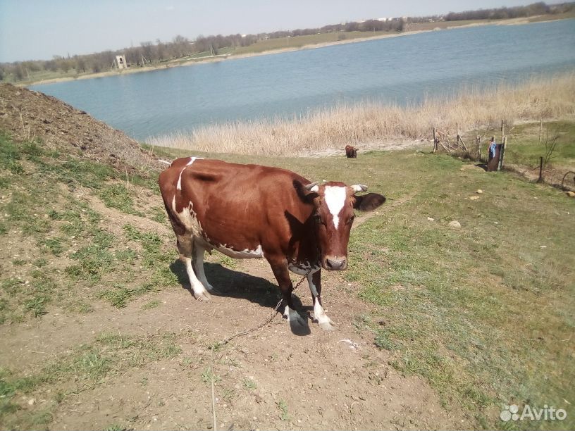 Молочная корова купить на Зозу.ру - фотография № 2