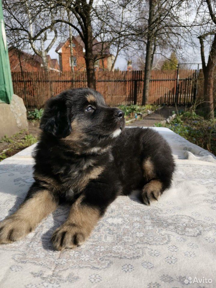 Щенки Хотошо (Бурят- монгольская собака) купить на Зозу.ру - фотография № 6