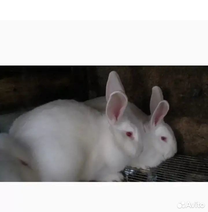 Купить кроликов белгородская. Белый Паннон. Калифорниец или Паннон. Кролик Паннон фото. Белый Паннон кролик фото.