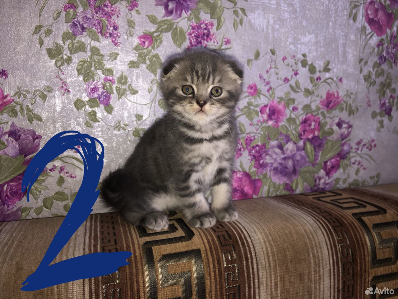 Шотландские вислоухие и прямоухие котята купить на Зозу.ру - фотография № 4