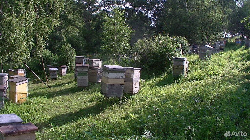 Пчёлы, пчёлосемьи купить на Зозу.ру - фотография № 1