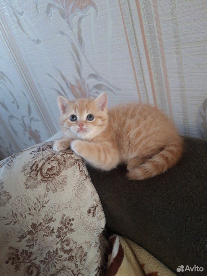 Британский котенок купить на Зозу.ру - фотография № 3