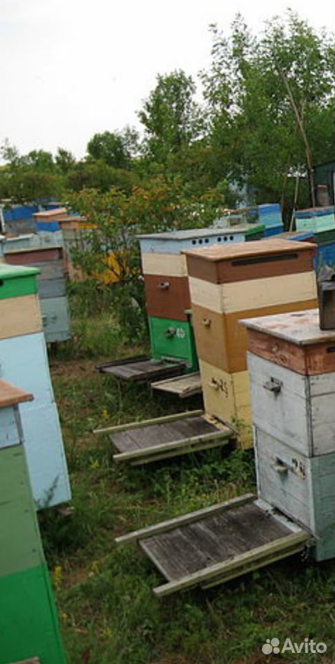 Ульи для пчел, фляги купить на Зозу.ру - фотография № 2