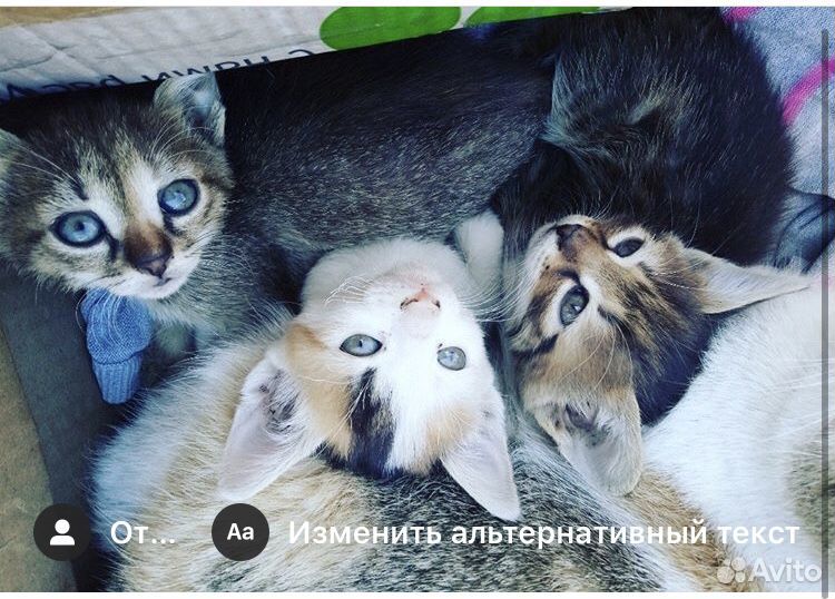 Отдадим прекрасных котов купить на Зозу.ру - фотография № 1
