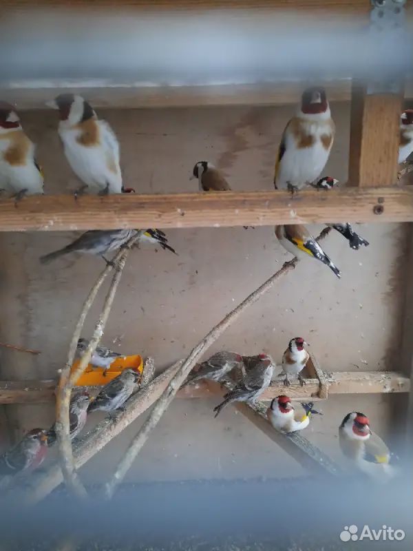 Продам разных певчих птиц щеглов чижей чечетка купить на Зозу.ру - фотография № 8