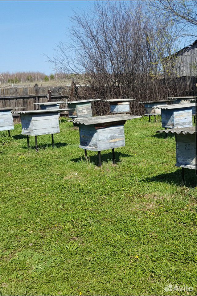 Пчелы (пасека в комплекте) купить на Зозу.ру - фотография № 1