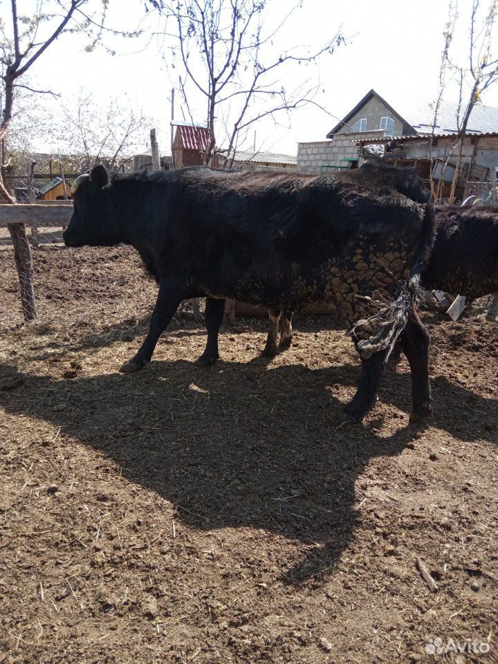 Коровы на мясо бычки от недели до года купить на Зозу.ру - фотография № 2